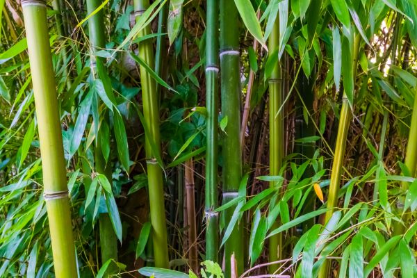 Cost of Bamboo Trimming in Jupiter