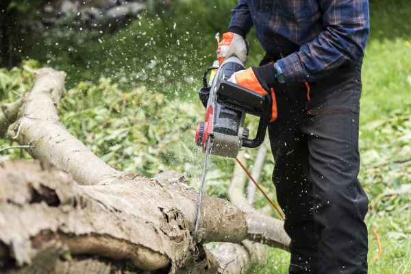 Cost of Branch Removal Service in Jupiter