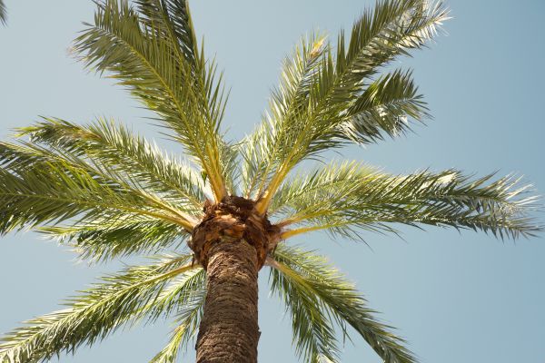 Palm Tree Pruning in Jupiter