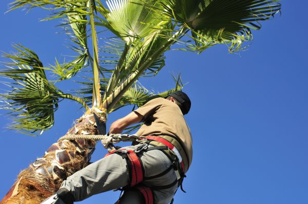 Palm Tree Trimming in Jupiter