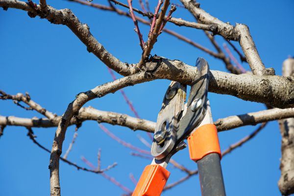 Residential Tree Service in Jupiter