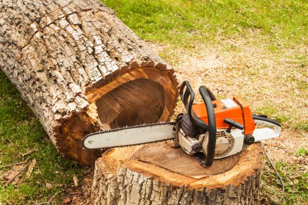 Tree Cutting Service in Jupiter