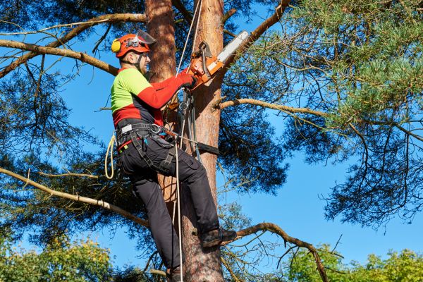 Tree Service in Jupiter