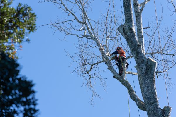 Cost of Tree Topping Service in Jupiter