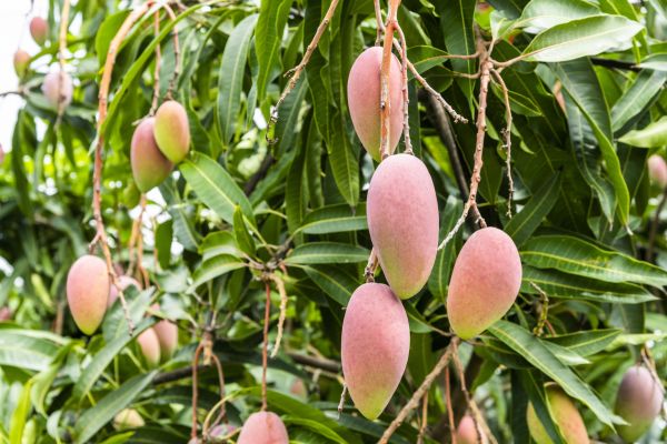 Cost of Mango Tree Trimming in Jupiter