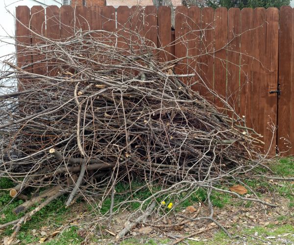 Cost of Dead Branch Removal in Jupiter