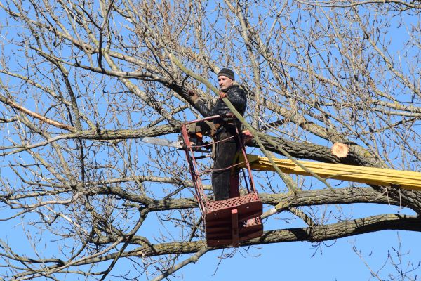 Cost of Emergency Tree Trimming in Jupiter