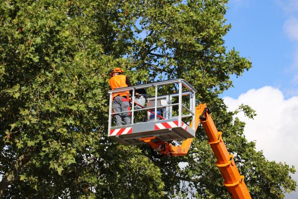 Commercial Tree Service in Jupiter