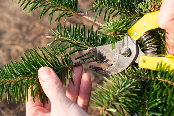 Pine Tree Pruning in Jupiter