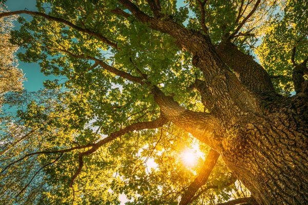 Cost of Oak Tree Pruning in Jupiter