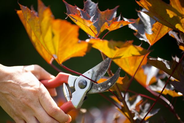 Cost of Maple Tree Pruning in Jupiter