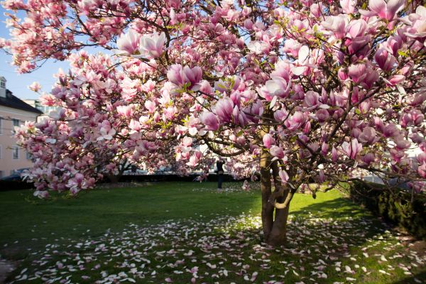 Cost of Magnolia Tree Pruning in Jupiter
