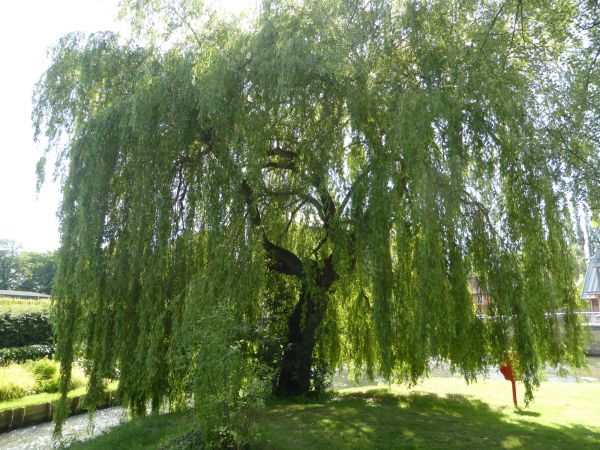 Cost of Willow Tree Trimming in Jupiter