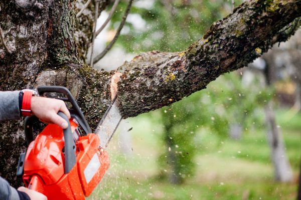 Cost of Tree Limbs Removal in Jupiter