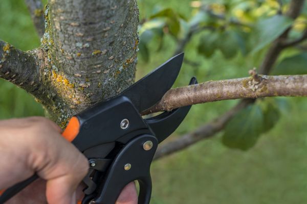 Cost of Tree Limb Cutting in Jupiter