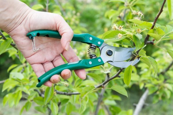 Cost of Pear Tree Pruning in Jupiter
