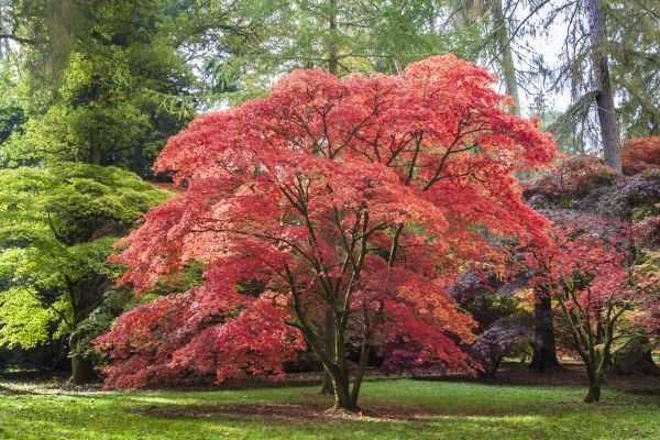 Japanese Maple Pruning in Jupiter