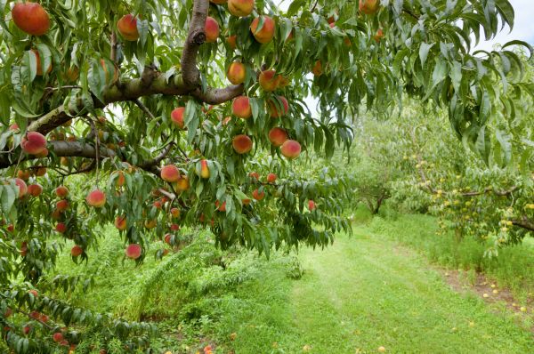 Cost of Peach Tree Pruning in Jupiter