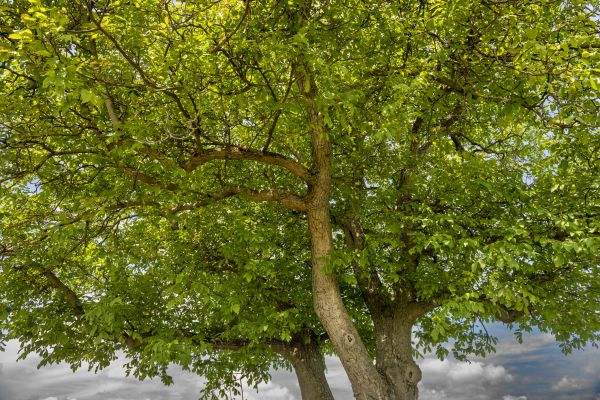 Cost of Walnut Tree Trimming in Jupiter