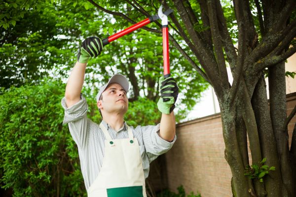 Cost of Tree Limb Pruning in Jupiter