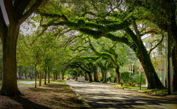 Cost of Tree Canopy Thinning in Jupiter