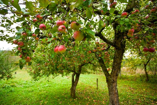 Cost of Apple Tree Pruning in Jupiter