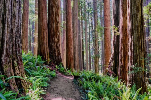 Cost of Redwood Tree Trimming in Jupiter