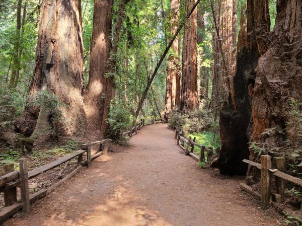 Cost of Redwood Tree Pruning in Jupiter