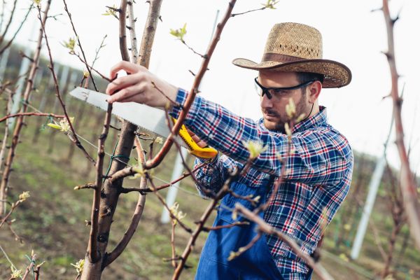 Cost of Orchard Tree Pruning in Jupiter