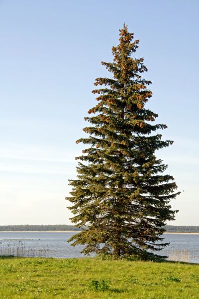 Cost of Spruce Tree Pruning in Jupiter