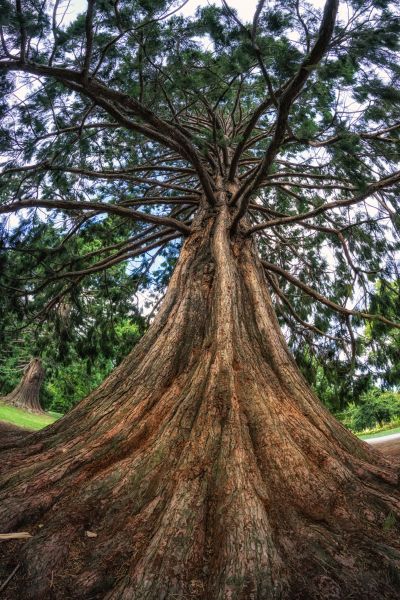 Cost of Cedar Tree Pruning in Jupiter