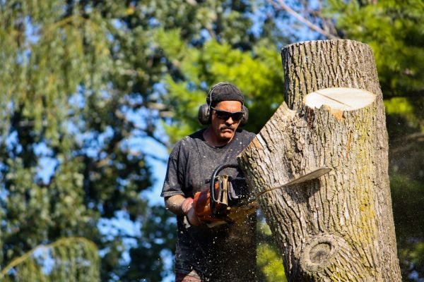 Cost of Ash Tree Pruning in Jupiter