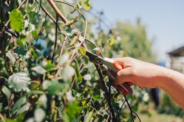 Cost of Birch Tree Pruning in Jupiter