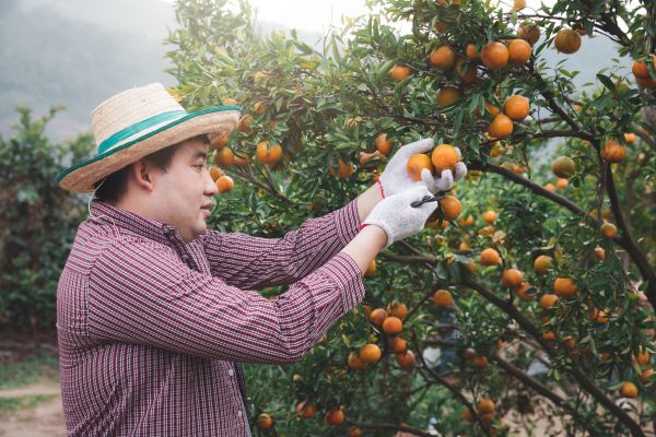 Cost of Orange Tree Pruning in Jupiter