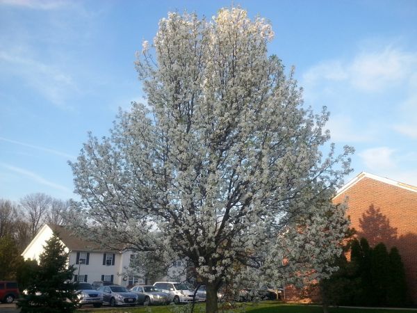 Cost of Bradford Pear Tree Pruning in Jupiter