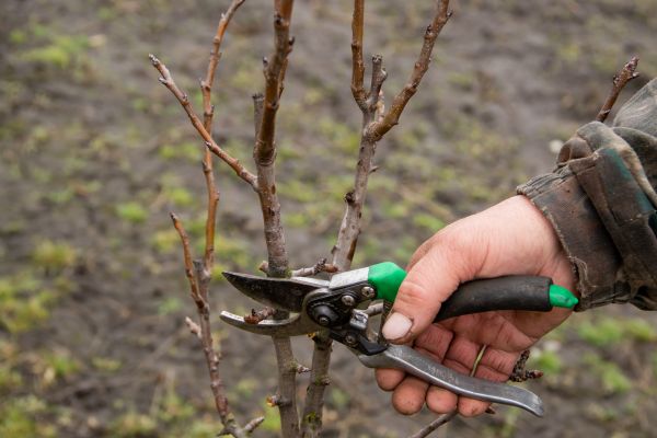 Cost of Pear Trees Pruning in Jupiter