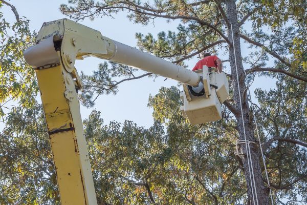 Cost of Limbs Trimming in Jupiter
