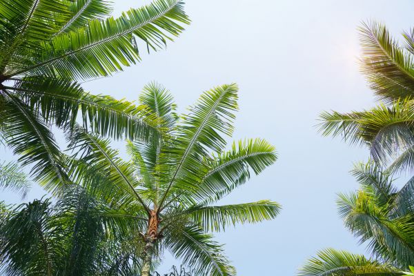 Cost of Queen Palm Tree Trimming in Jupiter