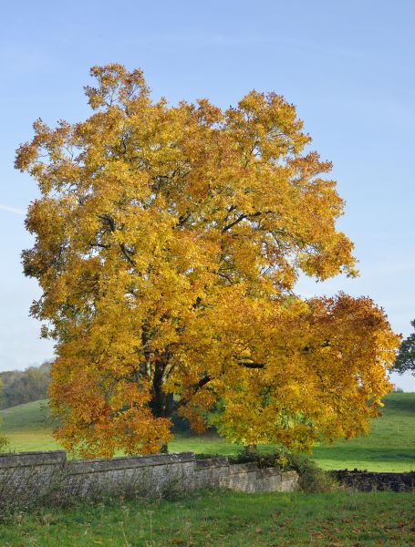 Cost of Hickory Tree Trimming in Jupiter