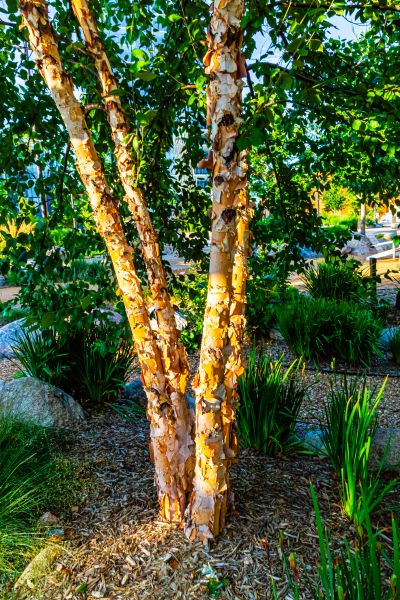 Cost of River Birch Trimming in Jupiter