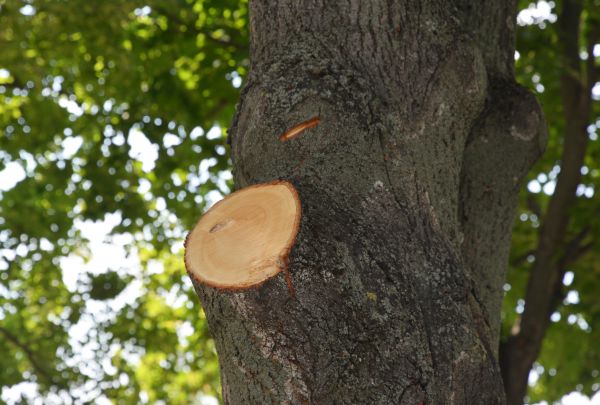 Cost of Limb Cutting in Jupiter