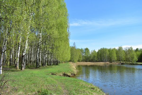Cost of River Birch Pruning in Jupiter