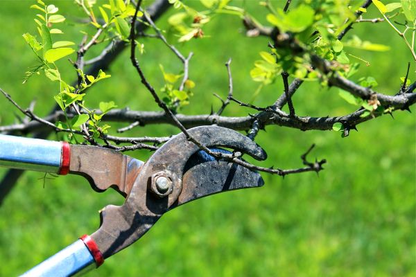 Cost of Branches Pruning in Jupiter