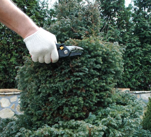 Cost of Ornamental Tree Trimming in Jupiter