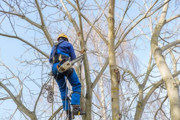 Cost of Large Tree Trimming in Jupiter