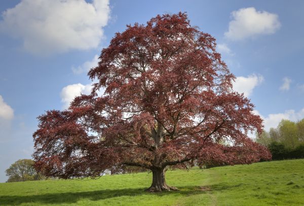 Cost of Beech Tree Pruning in Jupiter