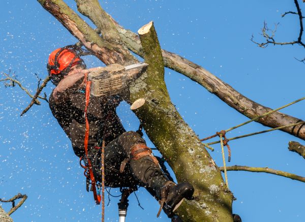 Tree Trimming Service in Jupiter