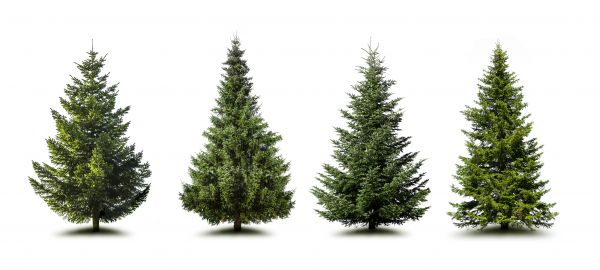 Cost of Pine Tree Trimming in Jupiter
