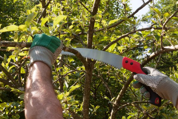 Apple Tree Trimming in Jupiter